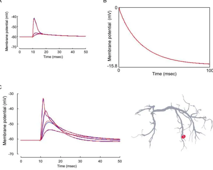 Figure 2. Effects of uniform (blue) and nonuniform (red) distribution of potassium conductances on the synaptic potential waveform and voltage response to current injection