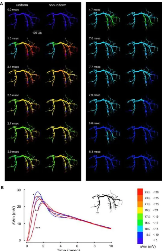 Figure 5. Effects of non-uniform distribution of active conductances in the pattern II on the dendritic spread of a compound synaptic potential