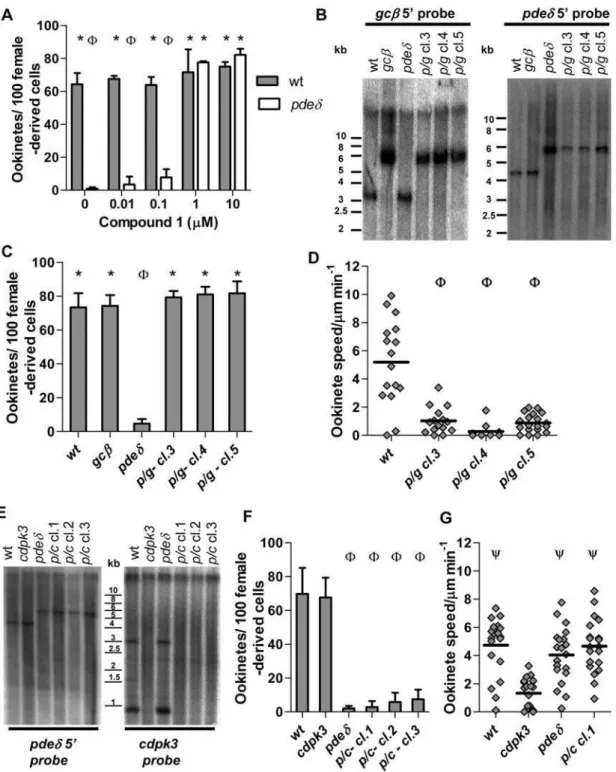 Figure 5. Suppression of the pded phenotype by Cmpd 1 and epistatic interactions in pded gcb and pded cdpk3 double mutants