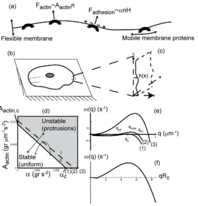 Figure 1. Model scheme and linear stability diagram. (a) Schematic description of the model ingredients: a one dimensional flexible membrane contour, with convex and mobile membrane proteins, which induce normal protrusive forces, due to actin (F actin ) a