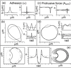 Figure 2. Cellular shapes driven by adhesion and actin protrusive forces. Numerical simulations of the evolution of the membrane shape (h in the flat geometry) and membrane protein distribution (n), for the flat (a) and round (b) geometries, driven by adhe