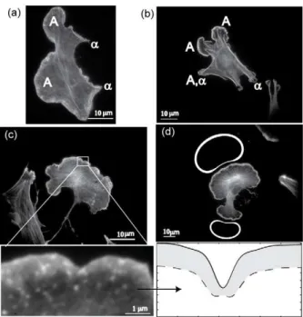 Figure 5. Qualitative comparison between observed and calculated cell shapes. (a,b) Shapes of adhering cells on a flat  two-dimensional surface, with fluorescently labeled actin