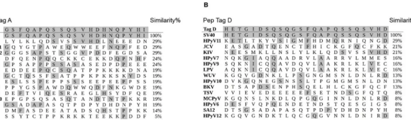 Fig 1. Similarity among SV40-specific Tag mimotopes (Pep Tag A and Pep Tag D) and other polyomavirus Tag sequences, Panel A and B, respectively