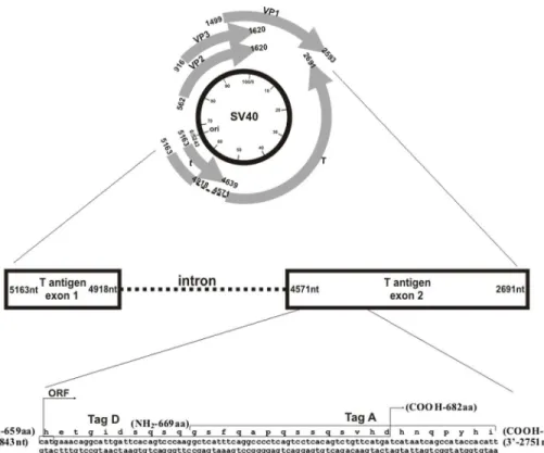 Fig 3. Simian virus 40 (SV40) genome and the two selected peptides from the early coding region employed in indirect ELISA