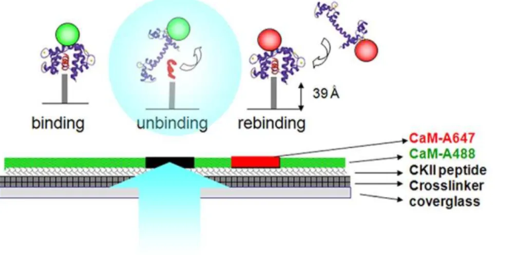 Figure 1 shows a sketched outline of the laser-induced unbinding setting. Several controls are described in the supporting Material S1.