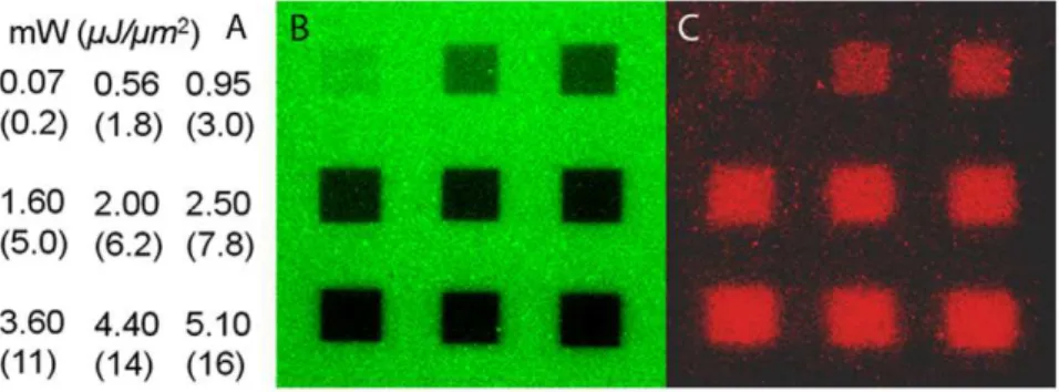 Figure 3. Photounbinding occurs for labeled, but not for unlabeled CaM. A: Illuminated patch of CaM-A647 and CKII(290–312) by 633 nm laser light; laser power: 190 mW (flux = 589 nJ/mm 2 ), scale bar = 10 mm