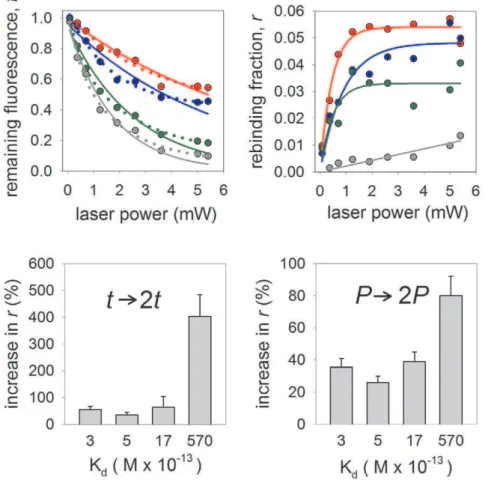 Figure 4. Photounbinding is dependent on the initial dissociation constant of the molecular system