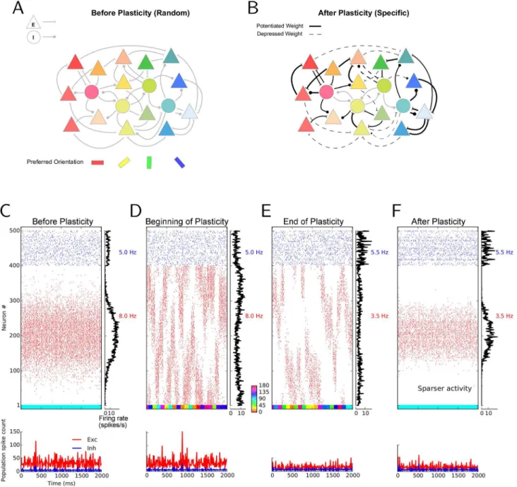 Fig 1. Simulating the effect of synaptic plasticity in balanced random networks. (A) In random networks of excitatory (E; triangles) and inhibitory (I;