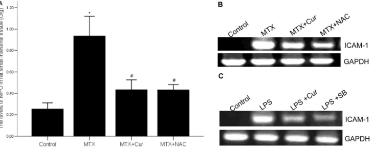 Figure 4. Effects of curcumin on the mRNA levels of TNF-a and IL-1b. (A) The expressions of TNF-a and IL-1b mRNA in MTX group were increased, but it was inhibited after treating with curcumin or NAC