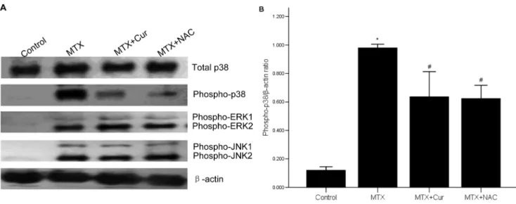 Figure 8. Effect of curcumin on both total MKP-1 and its phosphorylation state in LPS-stimulated IEC-6 cells