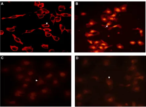 Figure 10. Effect of curcumin on blocking NF-kB translocation into nucleus. (A) NF-kB p65 was located in the cytoplasm in control group (white arrow)
