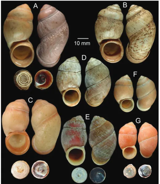 Figure 5. Shell morphology of Pollicaria spp. A–C Pollicaria elephas A lectotype of Pollicaria elephas (MNHN  21309) B lectotype of Hybocystis jousseaumei Morgan, 1885 (MNHN 21308), and C specimen from Gunung  Kenting, Ipoh, Perak, Malaysia (CUMZ 1536) D, 