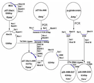 Fig. 1:  The  process    of    constructing  expression  vectors: AnnV-D39 and  pET28a(+)-AnnV-D27 