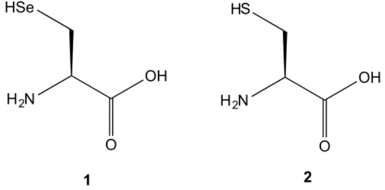Figure I.1 - Selenocysteine (1) and cysteine (2) structures. 