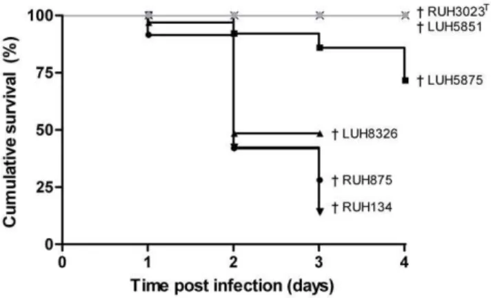 Figure 2. Persistence of Acinetobacter strains in the lungs and extrapulmonary dissemination