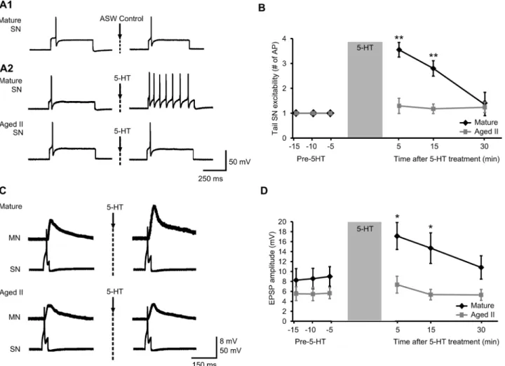 Fig 5. Synaptic facilitation between tail SNs and MNs following 5-HT treatment declined during aging