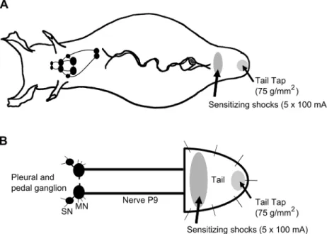 Fig 1. Schematic diagram of Aplysia illustrating regions of the tail subject to mechanical test stimulation and sensitizing electrical shocks