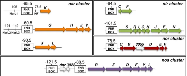 Figure  3.2  - Identification and analysis of putative FNR and NarL binding sites in nitrate reductase (nar),  nitrite reductase (nir), nitric oxide reductase (nor) and nitrous oxide reductase (nos) gene clusters, involved in  gene regulation