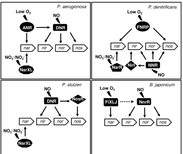 Figure  1.3  - Gene regulation of the denitrification pathway in response to nitrate/nitrite, low O 2  and nitric  oxide