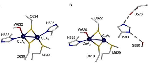 Figure  1.8  -  Structures  of  CuA  center  of  N 2 OR.  Representation  of  the  CuA  center  of  (A)  P