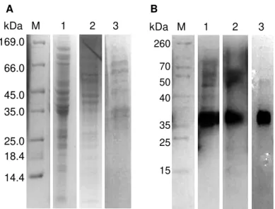 Figure  2.2  -  SDS-PAGE  (12.5  %  polyacrylamide)  analysis  of  periplasmic  fractions  obtained  from  M