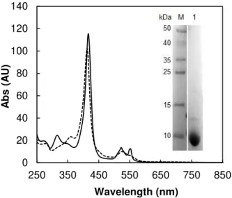 Figure  2.4  -  UV-visible  spectra  of  cytochrome  c 552 (3.6  μM)  as  prepared  (dashed  line)  and  reduced  with  sodium ascorbate (solid line)