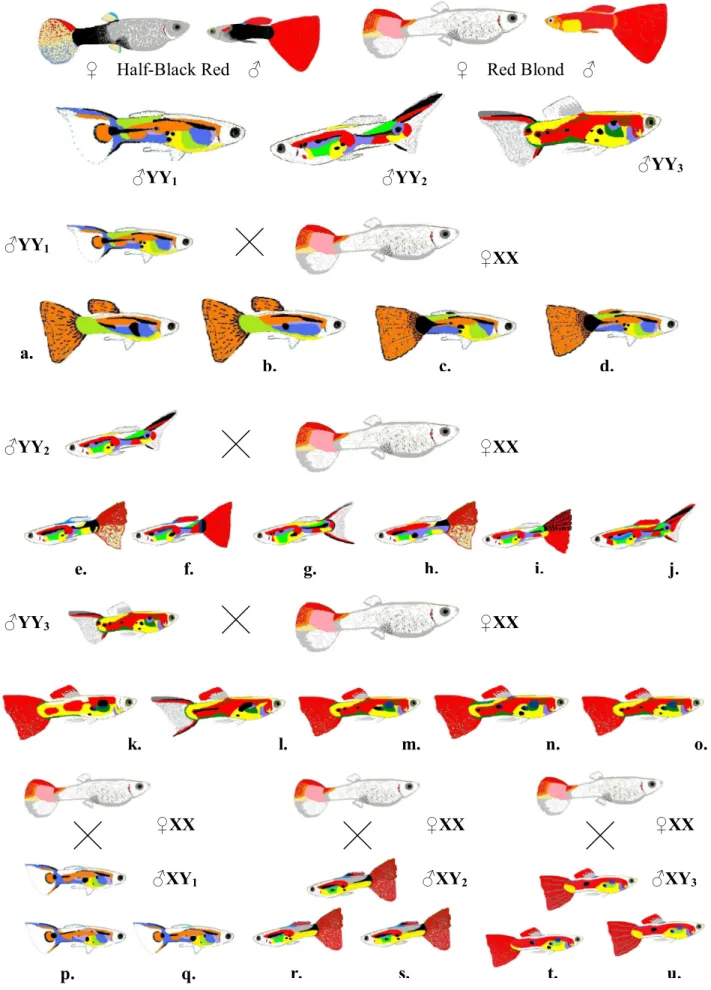 Figure 2. The breeding design, original (YY, XY, XX) and resultant phenotypes (a-u). 