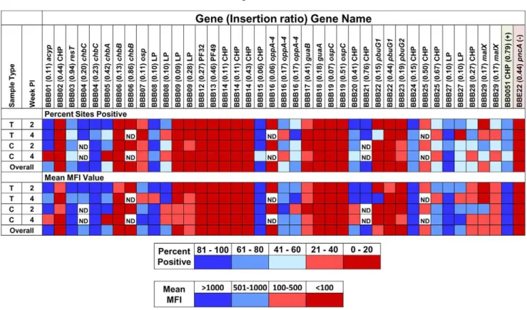 Figure 5. A simple heat map representation of the mouse infectivity of transposon mutants in cp26 genes