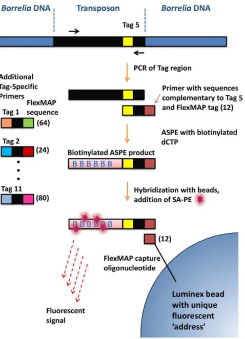 Figure 2. Luminex-based procedure for detection of STM clones in tissues and in cultures