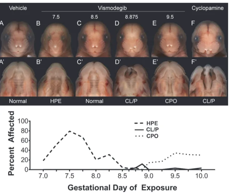 Fig 1. Stage of exposure-dependent facial dysmorphology. Single doses of vismodegib were administered at discrete time points indicated by tick marks on the x-axis, including: GD7.0, 7.25, 7.5, 7.75, 8.0, 8.25, 8.5, 8.625, 8.75, 8.875, 9.0, 9.25, 9.5, 9.75