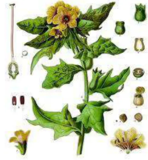 Figure 1. Black henbane 
