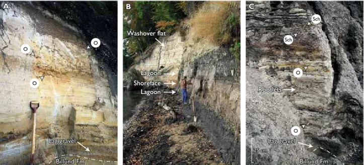Fig. 3. Photographs of lithologies of the outcrops of the Billund and Klintinghoved Formations