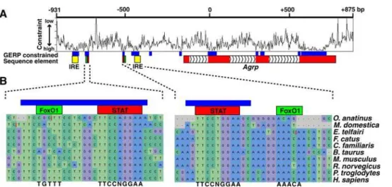 Figure 3. Mammalian alignment of the inverted repeat element. Sequences comprising the inverted repeat elements from 10 mammalian species were aligned using the multi-Lagan tool