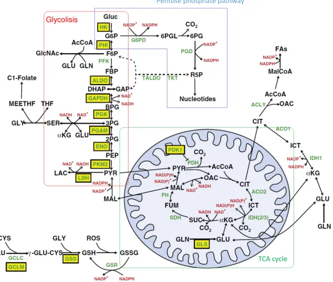 Figure 1.1: Map of central metabolic pathways occurring in mammalian cells (adapted from (Vacanti and Metallo, 2013))