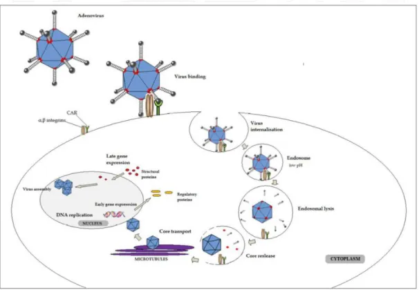 Figure 1.4: AdV infection cycle. An interaction between penton base and integrins induces internalization of viral particle into the  host cell