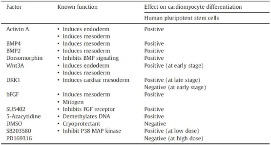 Table 1.5: Examples of factors and molecules with observed effects on CM differentiation (adapted from Xu, 2012)