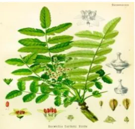 Figura 1.6  –  Boswellia carteri, incenso  indiano.  Contém  actividade   anti-inflamatória e anti-séptica