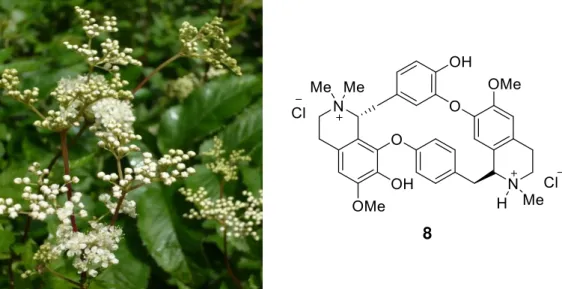 Figura 1.15  –  Estrutura química da salicina (9) isolada da Salix alba. 23  A  aspirina (10) é uma modificação da salicina