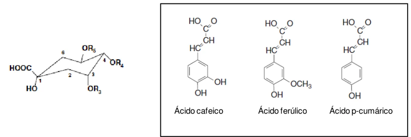 Figura  1.3.  Estrutura  de  alguns  ácidos  clorogénicos  isolados  da  batata  doce