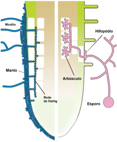 Figura  1.10.  Ilustração  da  estrutura  de  colonização  das  raízes  nas  interacções  ectomicorrízicas  (azul)  e  nas  interacções endomicorrízicas (rosa)