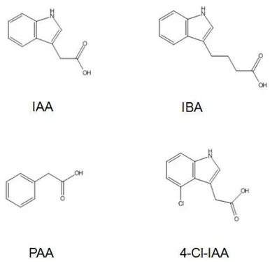 Figura  1.11.  Representação  da  estrutura  química  dos  fitorreguladores  ácido  3-indole-acético  (IAA),  ácido  3- 3-indole-butírico (IBA), ácido fenilacético (PAA) e ácido 4-cloro-indole-acético (4-Cl-IAA)