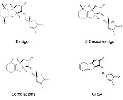 Figura 1.15. Estrutura química das estrigolactonas naturais e da estrigolactona sintética GR24