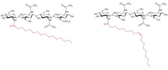 Figura 1.16. Proposta das estruturas químicas dos principais factores de micorrização exsudados pelos fungos  endomicorrizicos, Myc-LOCs (lipoquitooligossacarídeos) (adaptado de Maillet, et al., 2011) 