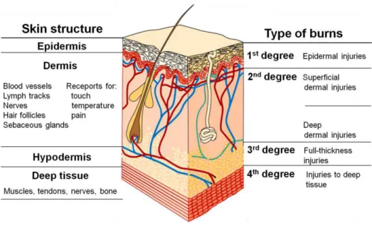 Figure    1.1.  Schematic  representation  of  skin  structure  in  relation  to  burn  wound  depth  terminology  (adapted from [20, 23, 24] ).
