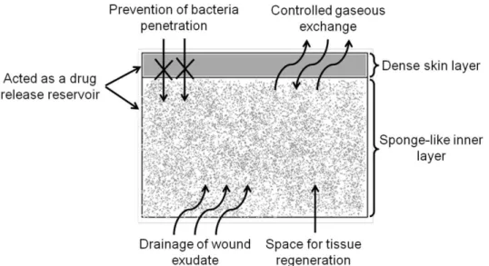 Figure 2.1.  Ideal characteristics of an asymmetrical membrane to be used as wound dressing