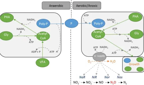 Figure  2.3  – Simplified  schematic  representation  of  Accumulibacter  PAO  metabolism  in  anaerobic and anoxic/aerobic conditions