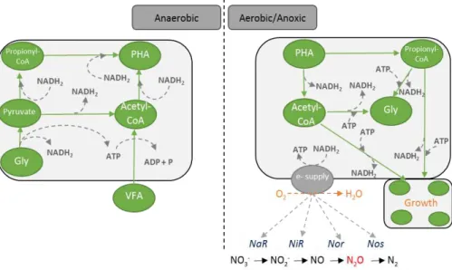 Figure  2.4  – Simplified  schematic  representation  of  GAO  metabolism  in  anaerobic  and  anoxic/aerobic conditions