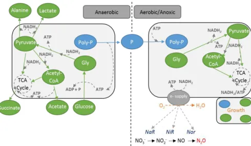 Figure 2.6  –  Simplified schematic representation of Tetrasphaera metabolism in anaerobic and  anoxic/aerobic conditions, adapted from Kristiansen et al., (2013)