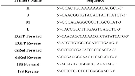 Table 1. Sequence of primers used in PCR analyses. 