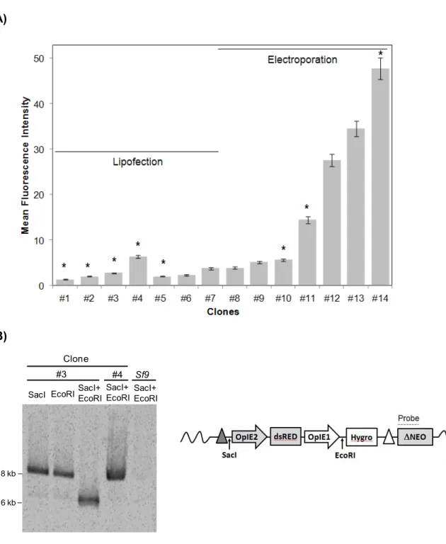 Figure  5.  Screening  of  tagged  clones.  A)  Mean  fluorescence  intensity  of  randomly  picked  clones  derived  from different transfection methods